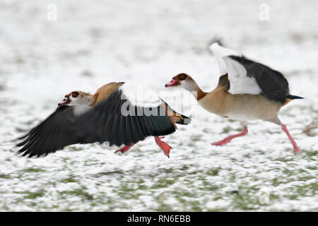 Oies égyptiennes / Nilgaense (Alopochen aegyptiacus) paire en hiver, la course contre le vent pour le décollage, l'air drôle, la faune, l'Europe. Banque D'Images