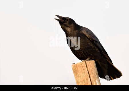 Corneille / Rabenkraehe ( Corvus corone ) en hiver, perché sur un poteau de clôture, appelant, crawing bruyamment, de la faune, de l'Europe. Banque D'Images