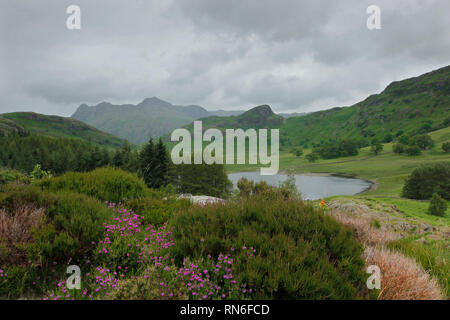 Blea Tarn regardant vers la The Langdales, Cumbria, Angleterre, Royaume-Uni Banque D'Images