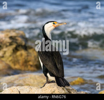 Portrait of a black-faced cormorant, également connu sous le nom de black-faced shag avec plumes noires, yeux verts et jaunes, blancs, gris et bec Banque D'Images