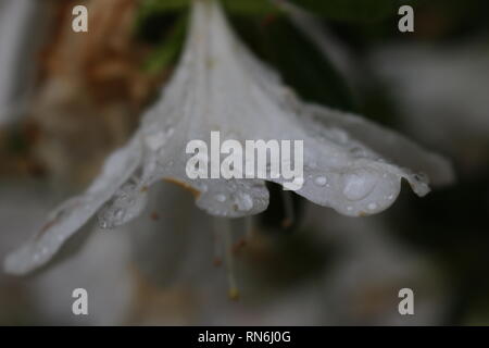 Après une pluie de fleurs blanches Banque D'Images