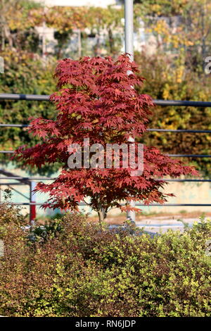 L'érable rouge du Japon ou Acer palmatum ou érable palmé ou Smooth Japanese maple hardy petit arbre décoratif avec des feuilles rouge foncé Banque D'Images