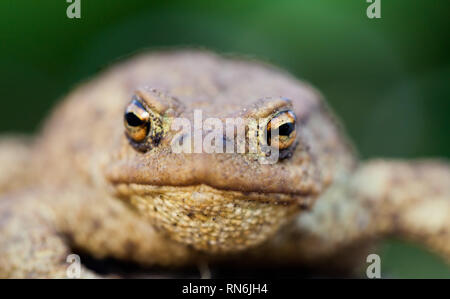 Portrait de crapaud mignon regardant la caméra. Crapaud de l'Est Banque D'Images