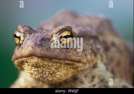 Portrait de crapaud mignon regardant la caméra. Crapaud de l'Est Banque D'Images