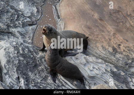 Chiot Bebe Lion De Mer Australien A Kangaroo Island Photo Stock Alamy