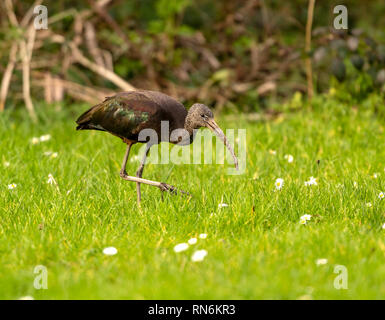 Rare visiteur à Helston un Ibis falcinelle où vivent un secteur près de Helston Lac de Plaisance/Penrose pour quelques jours en février 2019 Banque D'Images