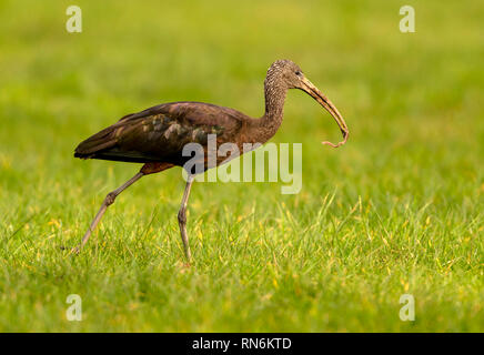 Rare visiteur à Helston un Ibis falcinelle où vivent un secteur près de Helston Lac de Plaisance/Penrose pour quelques jours en février 2019 Banque D'Images