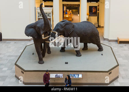 Carl Akeley de combats d'éléphants africains de taxidermie dans l'intérieur de la salle principale, le Field Museum de Chicago, Illinois, USA. Banque D'Images