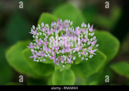 Sedum Autumn Joy ou Sedum Herbstfreude plante avec de grandes fleurs corail rose tête pleine de multiples petits blanc à fleurs roses sur de grandes feuilles vert Banque D'Images