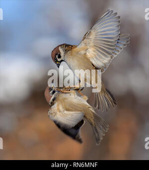 Les moineaux des arbres dans la lutte contre le vol dans l'air hiver Banque D'Images