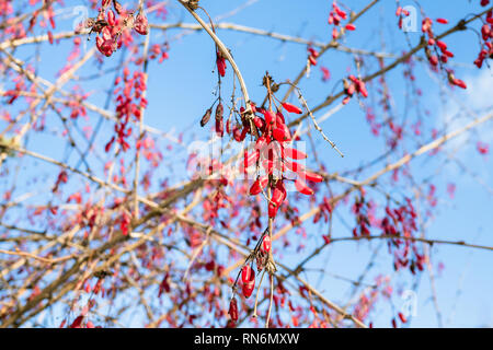 Les fruits de l'épine-vinette mûrs rouge séché sur les branches avec ciel bleu sur l'arrière-plan dans sunny winter day Banque D'Images