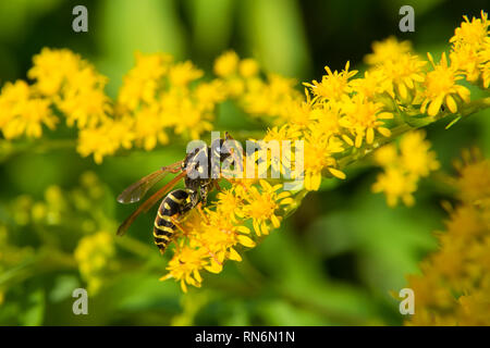 Une grande collecte d'abeilles nectar de fleurs sur une grande fleur jaune bush. Banque D'Images