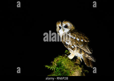 Chouette hulotte, Strix Aluco enr, de nuit, Dumfries et Galloway, Écosse Banque D'Images