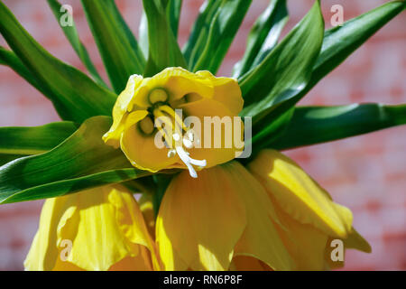 Close up de fleurs jaunes de Fritillaria imperialis (couronne impériale) Banque D'Images