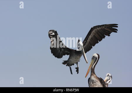 (Pelecanus thagus pélicans péruviens) dans la réserve naturelle de Paracas, Pérou Banque D'Images