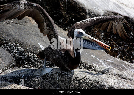 Pelican (Pelecanus thagus péruvien) dans la réserve naturelle de Paracas, Pérou Banque D'Images