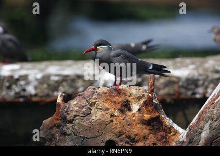 La sterne Inca Larosterna inca) (dans la réserve nationale de Paracas, Pérou Banque D'Images