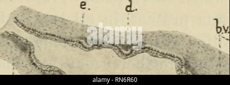 . Anatomischer Anzeiger. L'anatomie, l'Anatomie Comparée ;, comparatif ...