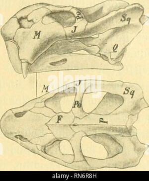 . Anatomischer Anzeiger. L'anatomie, l'Anatomie Comparée ;, comparatif. 141 die wahrscheinlich Ichthyopterygia ^), sicher die Sauropterygia, Plac- odontia (Fig. 15), die von Theromorpha diapsiden face nach Abzug der Pelycosauria, meurent aussi Anomodontia von Owen, d. h. die (Theriodontia enthaltend und die Therocephalia Cynodontia, fig. 16)- und Dicyn odontia (Fig. 17), schließHch und die Mammalia (Fig. 18). Die Mammalia und zumeist auch die kommenden Thero- il faut envisager à morphen haben die eben erwähnte Re- duktion des Schläfenbogens erfahren, donc die derselbe nur vom Jugale (/) und Squamosum (SQ) gebil Banque D'Images