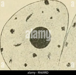 . Anatomischer Anzeiger. L'anatomie, l'Anatomie Comparée ;, comparatif. 273 de la même échelle d'agrandissement. Un grand soin a été pris de ne sélectionner que les cas qui semblait parfaitement clair et convaincant. La distribution des substances achromatique et chromatique dans le noyau est indiqué dans les figures. Les observations. Coelentera. Tubularia mesembryanthemum. En 1903, j'ai été frappé par l'absence apparente de la mitose dans les hydranths Tubularia sur des morceaux de tiges. Examen de la sections dans différentes étapes du règlement a montré de nombreux amitoses et très peu de mitoses dans tous sauf Banque D'Images