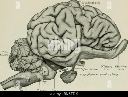 . L'anatomie de l'animal domestique. Anatomie vétérinaire. Le système nerveux de l'OX 837 plus d'un tiers de la longueur de l'hémisphère. Le modèle des fissures et des gyri du pallium est un peu plus simple que chez le cheval. 1. La scissure de Sylvius (latéral) est très profond. La direction générale de son milieu s'étend presque ver- automatiquement vers le haut au milieu de la surface latérale de l'hémisphère, et est séparé par une godronné de largeur variable à partir de la fissure suprasylvian. La branche antérieure court en avant à propos de parallèle avec le rhinalis sillon antérieur, dont elle est séparée par le court de gyri Banque D'Images