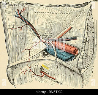 . Anatomie, descriptif et appliquée. L'anatomie. L'artère fémorale G83 L'artère fémorale (A. Fémorale) (Fig. 4S1 et 4S-2). L'artère fémorale commence immédiatement derrière la Poupart ligament, à mi-chemin entre la colonne vertébrale antérieure et supérieure de l'ilium et de la symphyse pubienne, et, en passant par l'avant et de la face interne de la cuisse, se termine à l'ouverture dans le muscle adducteur, raagnus à la jonction du moyen avec le tiers inférieur de la cuisse, où elle devient l'artère poplitée. Le navire, à la partie supérieure de la cuisse, se trouve en face de la hanche-joint, sur une ligne à l'intérieur o Banque D'Images