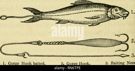 . Le guide du pêcheur ; être un nouveau, simple, pratique et complet sur l'art de la pêche à la ligne de mer, rivière, étang et poissons, déduite de nombreuses années de pratique, d'expérience, et d'observation. La pêche. 178 LE TROLLER S GUIDE. surtout si un sombre ou minces Roach, que lorsque l' Jack le frappe, ses dents perce à travers la chair et touche la tête ; puis, il tombe immédiatement l'appât. Maintenant, en retirant une partie de l'initiative comme ci-dessus ! Réalisé, le reste l'Angler trouverez pour être suf- ficientfor ; naufrage, &amp;c. son appât, et il est à l'| bas de la gorge, ou seulement un peu plus bas Banque D'Images