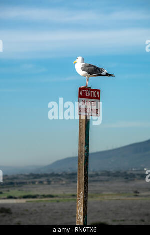 Mouette debout en haut d'une attention particulière de ne pas nourrir les oiseaux écureuils signe, Californie Banque D'Images