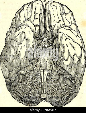 . L'anatomie du corps humain. L'anatomie humaine ; l'anatomie. La BASE DU CERVEAU. 727 Fig. 276. remarquables. J'ai vu la fissure longitudinale du cerveau s'écarter à droite ou à gauche à un angle de 15° à 20° degrés par rapport à sa direction habituelle. Chaque hémisphère cérébral présente trois surfaces pour notre examen : Une surface interne (fig. 282), qui est plat, vertical, et séparée de celle de l'hémisphère opposé par l'hypertension faux ; mais comme le faux ne s'étend pas si bas que le corps calleux, il foltows que les deux hémisphères sont en contact ci-dessous, la pie-mère, cependant, Banque D'Images