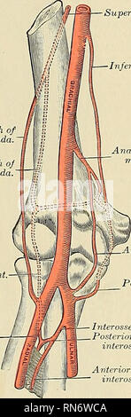 . Anatomie, descriptif et appliquée. L'anatomie. 644 LES SYSTÈMES VASCULAIRES autour de l'arrière de l'humérus entre le triceps et l'os, formant un arc au-dessus de l'olécrâne poplité par sa jonction avec la partie postérieure de la branche articulaire fémorale supérieure. Que ce navire se trouve sur la brachiale anticus, branches monter jusqu'à rejoindre la profunda inférieure, et d'autres descendent en avant du condyle interne s'anastomosent avec la partie antérieure de récurrente ulnaire. Derrière le condyle interne un décalage est libérés avec les anastomoses fémorales inférieures et postérieures et artères récurrentes ulnaire alimente la T Banque D'Images