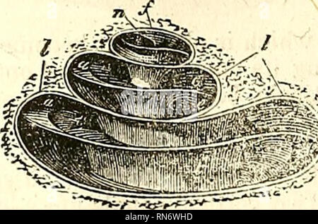 . L'anatomie du corps humain. L'anatomie humaine ; l'anatomie. (Cochlée) znagnified tijne sec quatre". Fig. 263.. Cochlée (récent). * [Dans la cochlée (fig. 262), les deux scalse communiquer sur toute leur course.]. Veuillez noter que ces images sont extraites de la page numérisée des images qui peuvent avoir été retouchées numériquement pour plus de lisibilité - coloration et l'aspect de ces illustrations ne peut pas parfaitement ressembler à l'œuvre originale.. Cruveilhier, J. (Jean), 1791-1874 ; Pattison, Granville Sharp, 1791-1851 ; Madden, William Herries. New York, Harper & Brothers. Banque D'Images