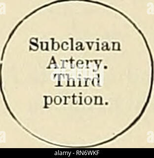 . Anatomie, descriptif et appliquée. L'anatomie. 6262 !£rz ; SYSTÈMES VASCULAB La troisième partie de l'artère subclavière passe vers le bas et vers l'extérieur de la bordure externe de la Scalenus anticus muscle à la bordure extérieure de la première côte, où elle devient l'artère axillaire. Cette partie du navire est la plus superficielle, et qu'il est contenu dans le triangle sous-clavière^ (voir page 606). Relations extérieures-elle est couverte, à l'avant, par la peau, l'aponévrose superficielle, l'ordre décroissant, le muscle platysma claviculaire, branches de la plexus cervical, et le fascia cervical profond ; par la clavicule, le muscle Subclavius Banque D'Images