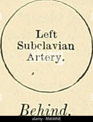 . Anatomie, descriptif et appliquée. L'anatomie. L'artère subclavière 625 Première partie de l'artère sous-clavière gauche (Fig. 428 et 429).-La première partie de l'artère sous-clavière gauche ariaes de l'arc de l'aorte, derrière la carotide commune gauche, et à la hauteur de la quatrième vertèbre thoracique ; il monte presque verticalement à la racine du cou puis arches l'extérieur jusqu'à la bordure interne de la muscles Scalenus anticus. Relations extérieures-Il est en relation, en face, avec le nerf vague, cardiaques, et des nerfs phréniques, parallèle, avec elle, la gauche, l'artère carotide interne gauche vertébrale jugulaire et ve Banque D'Images