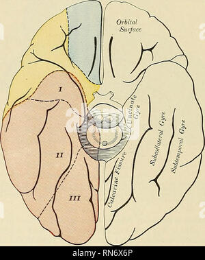 . Anatomie, descriptif et appliquée. L'anatomie. 614 Les systèmes vasculaires des artères. Branches musculaires supplémentaires sont dégagés de la supra- et lacrymal artères orbitale ou de l'Ophthalmic elle-même. (Pour le Circulus ou cercle de Willis, l'artère cérébrale postérieure, et l'allocation pour bloodvessels du cervelet, voir page 617.) La partie antérieure (un syndrome d'hypertension cérébrale. antérieur) naît de la carotide interne à l'extrémité intérieure de la scissure. Il passe l'avant et vers l'intérieur à travers la substance perforée antérieure, au-dessus du nerf optique, à commencer le intercerebral- ment de la fissure. Ici Banque D'Images