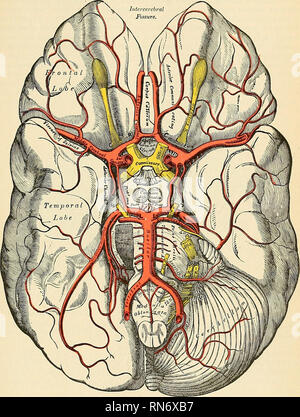 . Anatomie, descriptif et appliquée. L'anatomie. Le cervelet le lobe ...