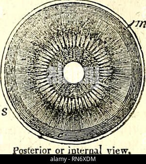 . L'anatomie du corps humain. L'anatomie humaine ; l'anatomie. L'IRIS. 657. Postérieur ou iou*. Veuillez noter que ces images sont extraites de la page numérisée des images qui peuvent avoir été retouchées numériquement pour plus de lisibilité - coloration et l'aspect de ces illustrations ne peut pas parfaitement ressembler à l'œuvre originale.. Cruveilhier, J. (Jean), 1791-1874 ; Pattison, Granville Sharp, 1791-1851 ; Madden, William Herries. New York, Harper & Brothers. Banque D'Images