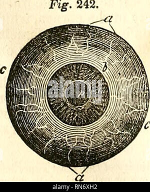 . L'anatomie du corps humain. L'anatomie humaine ; l'anatomie. . Veuillez noter que ces images sont extraites de la page numérisée des images qui peuvent avoir été retouchées numériquement pour plus de lisibilité - coloration et l'aspect de ces illustrations ne peut pas parfaitement ressembler à l'œuvre originale.. Cruveilhier, J. (Jean), 1791-1874 ; Pattison, Granville Sharp, 1791-1851 ; Madden, William Herries. New York, Harper & Brothers. Banque D'Images