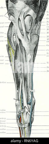 . L'anatomie de l'animal domestique. Anatomie vétérinaire. 680-SANG SYSTÈME VASCULAIRE DU CHEVAL dans des spécimens injectés c'est vu qu'il y a un beau réseau artériel (Rete tarsi dorsale) sur la surface dorsale du jarret, qui est formé de brindilles de la bj" Paldla bicvps fcninris Lahrdl tendon du muscle gastrocnémien piilrlhir liijnimnt loliriil Lalrml, en ml/conih lr de lilmi ligament latéral de femoto- iibial Superjieial mixte nerf péronier commun nun péronière neri'e Liiteml ixtensor Péroniers Long exte tertius Boucle de tendon latéral de l'artère tarsienne perforantes tertius péroniers moignon de l'extenseur Banque D'Images