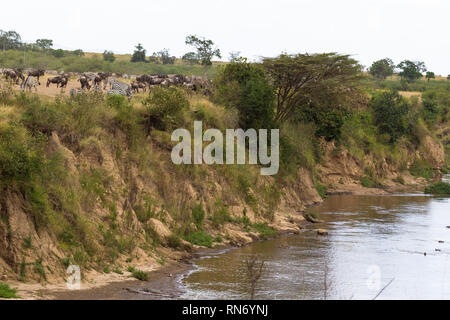 Troupeau d'herbivores sur la haute banque. Le Masai Mara, Kenya Banque D'Images