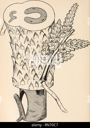 . L'anatomie des plantes ligneuses. Botanique -- Anatomie. FIG. 177.-représentation schématique du Pteropsida. Veuillez noter que ces images sont extraites de la page numérisée des images qui peuvent avoir été retouchées numériquement pour plus de lisibilité - coloration et l'aspect de ces illustrations ne peut pas parfaitement ressembler à l'œuvre originale.. Jeffrey, Edward C. (Edward Charles), b. 1866. Chicago, Illinois , l'University of Chicago Press Banque D'Images