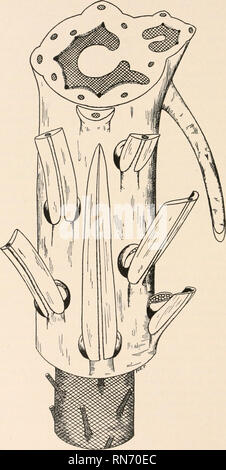 . L'anatomie des plantes ligneuses. Botanique -- Anatomie. 246 L'anatomie des plantes ligneuses. FIG. 176.-représentation schématique du Lycopsida. Veuillez noter que ces images sont extraites de la page numérisée des images qui peuvent avoir été retouchées numériquement pour plus de lisibilité - coloration et l'aspect de ces illustrations ne peut pas parfaitement ressembler à l'œuvre originale.. Jeffrey, Edward C. (Edward Charles), b. 1866. Chicago, Illinois , l'University of Chicago Press Banque D'Images