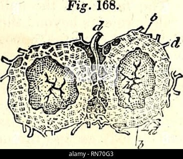 . L'anatomie du corps humain. L'anatomie humaine ; l'anatomie. . Veuillez noter que ces images sont extraites de la page numérisée des images qui peuvent avoir été retouchées numériquement pour plus de lisibilité - coloration et l'aspect de ces illustrations ne peut pas parfaitement ressembler à l'œuvre originale.. Cruveilhier, J. (Jean), 1791-1874 ; Pattison, Granville Sharp, 1791-1851 ; Madden, William Herries. New York, Harper & Brothers. Banque D'Images