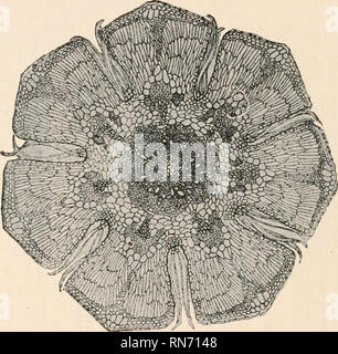 . L'anatomie des plantes ligneuses. Botanique -- Anatomie. 2IO L'anatomie des plantes ligneuses Fig. 153. La plus importante fonction du xylème dans la trace foliaire est par le biais de la série d'éléments cryptogamiques ou centripète. Ces sont nombreux et permettent d'aboutir à un copieux et très intime connexion entre l'offre proprement dite et la transfusion sanguine des tissus. Il y a de bonnes raisons à la base de l'anatomie d'Prepinus et les Cordaitales à considérer le tissu de transfusion qui caractérise l'organisation de toutes les feuilles mais le plus bas de l'gymnospermes comme un produit de la différenciation de Banque D'Images