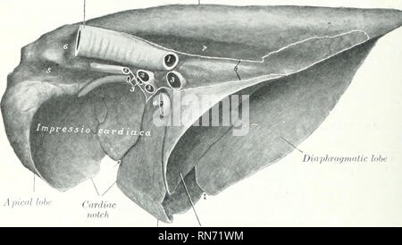 . L'anatomie de l'animal domestique. Anatomie vétérinaire. 548 SYSTÈME RESPIRATOIRE DE L'antorior IXMi de la fissure représente l'ami apicale lobes cardiaque, qui sont, cependant, sei)arateil^ seulement par l'encoche cardiaque, l'écrou &gt;y un fi interlobaires.s.assurer que, comme il est normal dans le Diirsiil   la frontière. Ciiriliac Intiriniilidlv, J. kibc lobe Fig. 487.-poumon droit de vue médiale ; porc, 1 gauche, broncluis (cut off) : ^ ^., artères pulmonaires : 3, 3, 3, les veines pulmonaires : - ; l'intérieur ^-ena i-av.j.^ t ; rainure pour vena azygos : 7, rainure pour l'aorte : S (placé c eflection, .rrow.-^ inflieate fissures interlobaires groove. Banque D'Images