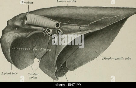 . L'anatomie de l'animal domestique. Anatomie vétérinaire. 5-18 SYSTÈME RESPIRATOIRE DU CHIEN en avant de la fissure représente les lobes apicaux et cardiaque, qui sont, cependant, séparés uniquement Ijy l'encoche cardiaque, non pas par une fissure interlobaires, comme il est d'usage dans la trachée. Lobe apical du lobe temporal lobe intermédiaire cardiaque Fig, 487.-Poumon droit ; de porc vue médiale. 1, bronche gauche (couper), ^, artères pulmonaires, 2 ; 3, 3, 3 ; 4, les veines pulmonaires, veine cave postérieure cav.- ! ; o, groove à la veine cave inférieure ; ff, groove pour vena azygos ; 7, rainure pour l'aorte ; 5 (placé sur rainure pour cesophagus), lignes de pleur Banque D'Images