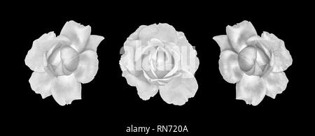 Fine art still life macro monochrome brillant collage d'un ensemble ou groupe de trois fleurs rose isolé, fond noir,texture détaillée surréaliste, Banque D'Images