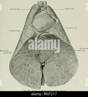 . L'anatomie de l'animal domestique. Anatomie vétérinaire. Le thorax et la plèvre-LES POUMONS ET PLÈVRE LE THORAX 547 Les côtes sont en général fortement courbé dans la plupart des races améliorées, de sorte que le thorax est arrondie. Les sacs pleural étendre avec intérêt le premier espace intercostal. La ligne de réflexion de la plèvre diaphragmatique commence à ou un peu au-dessus de l'extrémité sternale de la septième côte, et s'étend en une légère courbe à peu près au milieu de la dernière côte, le long de la face médiale de laquelle il continue. (Lorsqu'un quinzième rib est présent-un très courante, il n'affecte pas l'arrangement de Banque D'Images