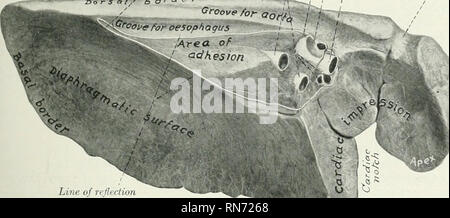 . L'anatomie de l'animal domestique. Anatomie vétérinaire. Les Poumons 533 La frontière ventrale (Margo ventralis) est mince et court ; il occupe l'espace angulaire entre tlic mi'diastinum et les parties ventrales des côtes sternales (Recessus costo-mediastinalis). Il présente, en face du cœur, l'encoche (Incisura cardiaque cardiaea). Sur le poumon gauche cette encoche se trouve en face des côtes de l'tliird^ au sixième, de sorte qu'une zone considérable du péricarde ici se trouve en contact direct avec la paroi thoracique. Sur le poumon droit de l'encoche est beaucoup plus petite, et qui s'étend de la troisième nervure aux quatre Banque D'Images