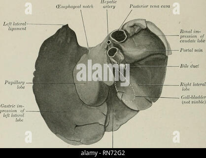 . L'anatomie de l'animal domestique. Anatomie vétérinaire. 504 SYSTÈME DIGESTIF DU CHIEN lorsqu'il a durci in situ, le gland présente les caractères suivants : la surface pariétale est fortement convexe en conformité avec la courbure de la diaphragme et la partie adjacente de la paroi ventrale de l'abdomen, avec lequel il est en contact. La surface viscérale est en général contre-batteur, mais il est irrégulier dans l'adaptation pour les viscères en contact avec elle. La plus importante est l'estomac, et la configuration du foie varie considérablement en fonction du degré de plénitude de que viscus. Lorsque le Banque D'Images