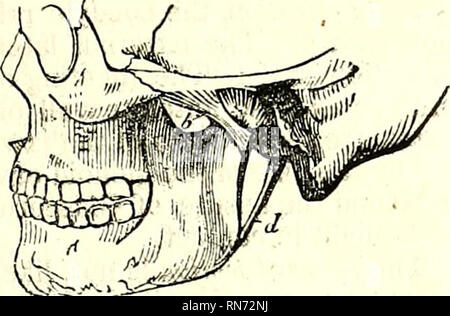 . L'anatomie du corps humain. L'anatomie humaine ; l'anatomie. ARTICULATIONS DE LA FACE. 129. Veuillez noter que ces images sont extraites de la page numérisée des images qui peuvent avoir été retouchées numériquement pour plus de lisibilité - coloration et l'aspect de ces illustrations ne peut pas parfaitement ressembler à l'œuvre originale.. Cruveilhier, J. (Jean), 1791-1874 ; Pattison, Granville Sharp, 1791-1851 ; Madden, William Herries. New York, Harper & Brothers. Banque D'Images